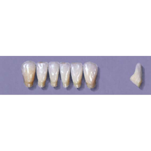 MYERSON ANTERIORS #13/C (1x6 CARD) Card