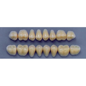 ULTRADENT POST. 31S/65 LOWER (1x8 CARD) Card