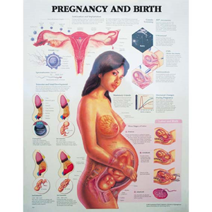 Chart Pregnancy and Birth, Each Each