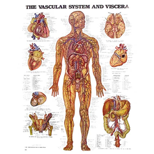 Chart Circulatory System (Vascular System), Each Each