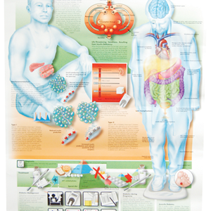 Poly Laminated Biological Chart