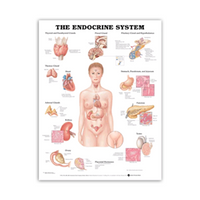 Chart Endocrine System .simple Each