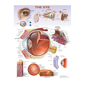 ACC The Eye Anatomical Chart, 20 x 26 Inches, Soft Laminated, Each