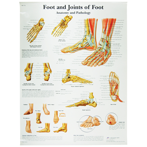 Chart Foot and Joints of Foot, Each Each