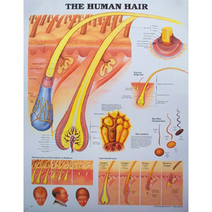 Chart The Human Hair Each
