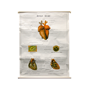 Poly Laminated Biological Chart
