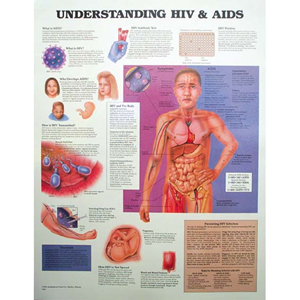 Chart Understanding HIV and AIDS, Each Each