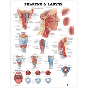 Chart Larynx, Each Each