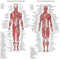 Chart of the Human Muscular System, Giant (107 x 158cm) Each
