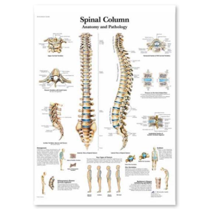 Poly Laminated Biological Chart