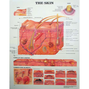 Chart The Skin, Each Each