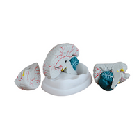 Mad About Science Human Brain Model, Life Size, 3 Parts, On Stand, 18.4(H) x 14(W) x 13.5(L) cm, Each Each