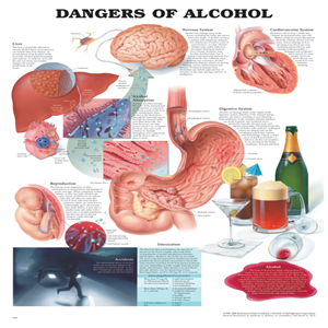 DANGERS OF ALCOHOL CHART, RIGID 51X66CM Each
