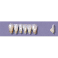 MYERSON ANTERIORS #13/D (1x6 CARD) Card