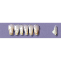 MYERSON ANTERIORS #14/D (1x6 CARD) Card