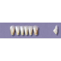 MYERSON ANTERIORS #7/73 (1x6 CARD) Card