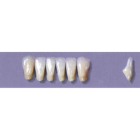 MYERSON ANTERIORS #8/G (1x6 CARD) Card