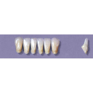 MYERSON ANTERIORS #8/G (1x6 CARD) Card