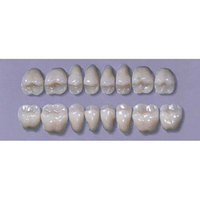 MYERSON POSTERIOR SYN #28LL/60(1x8CARD) Card