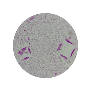 Prepared Slide Microscrope Vibrio From Culture Each Each