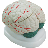 Qh3307-2 Model Human Brain Life Size Each Each