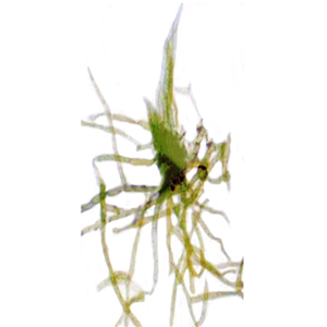 CLEARANCE, Livingstone Basic Level Prepared Slide, Plankton, Mixed, Whole Mount, Each