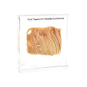 Livingstone Pork Tapeworm Parasite Cysticercus, 75 x 75 x 24 (2)mm, Made of Resin, 100 Pieces/Carton, 20kg/Carton