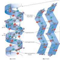 Secondary Structure Of Proteinmodel Zcm-820 Each
